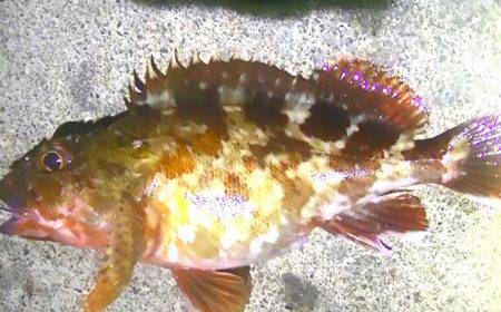 焼津港、石津浜での釣果